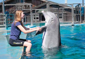 Student Maia Goguen works with one of the Marine Mammal Physiology Project's Atlantic bott